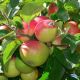 Malus domestica 'Stark's Earliest'