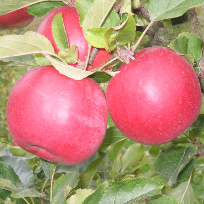 Malus domestica 'Idared'