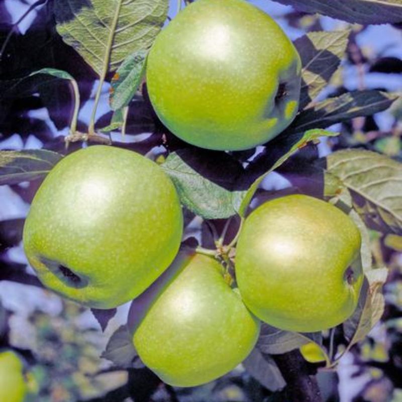 Malus domestica 'Lombarts Calville'