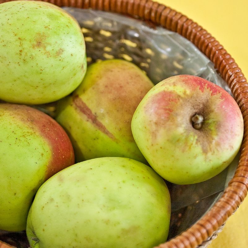 Malus domestica 'Manks Codlin'