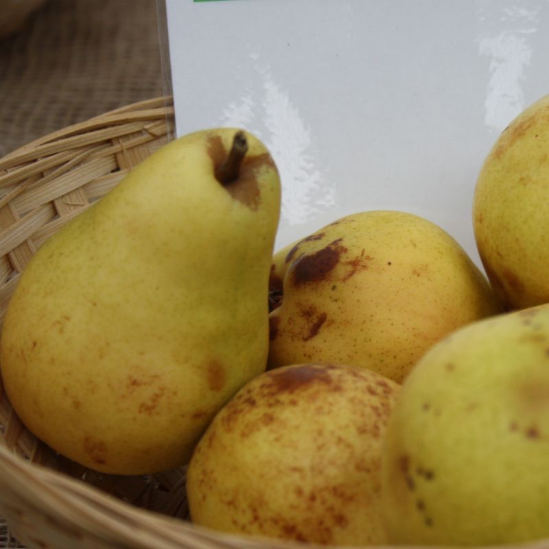 Pyrus communis 'Pr&#233;coce de Trevoux'