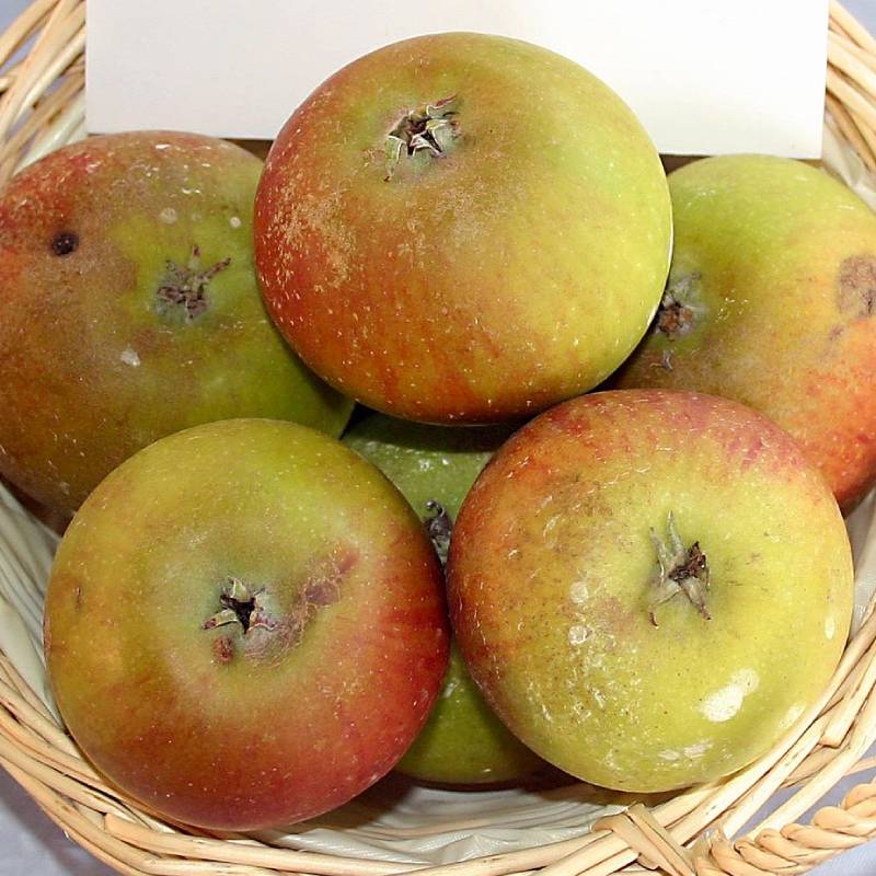 Malus domestica 'Prima'