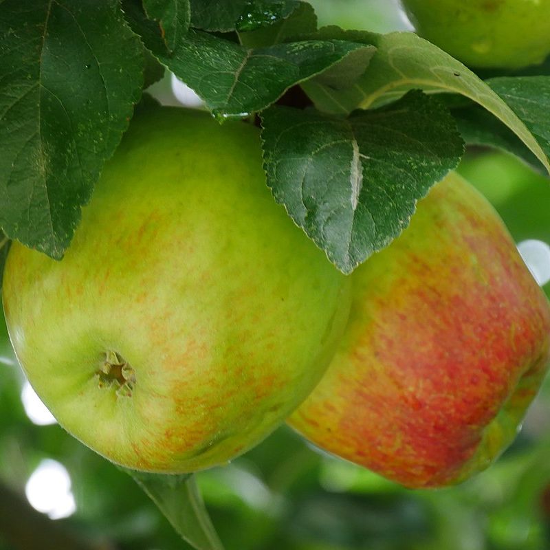 Malus domestica 'Winterramboer'