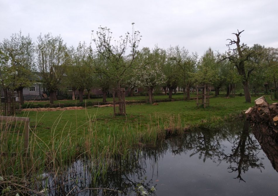 Een boomgard met diverse hoogstam frutibomen.