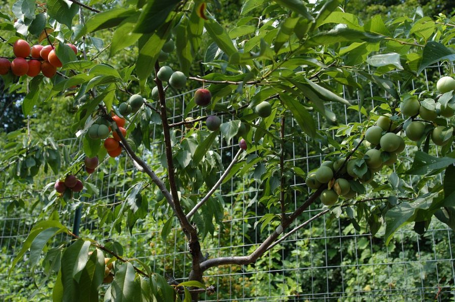 Boom met 40 soorten fruit