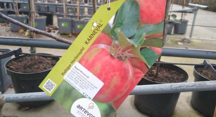 Appelboom 'Karneval' ® - vanaf € 21,99 - Consumptieappelbomen