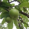 Appel 'Granny Smith'