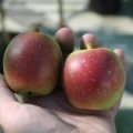 Appel 'Ontarioappel'