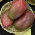 Mango 'Osteen'