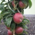 Appel 'Red Sensation'