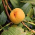 Dwergperzik 'Yellow Peach'