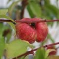 Platte nectarine ‘Honey’ ®