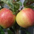 Appel 'Santana' ®