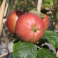 Appel 'Dubbele Bellefleur'