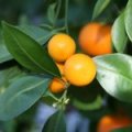 Calamondin