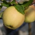 Appel 'Golden Delicious'