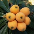 Loquat