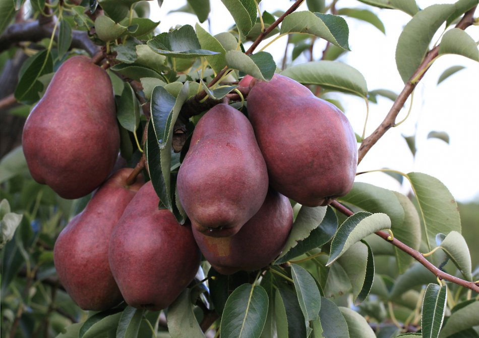 De beste rode peren voor je tuin Blog