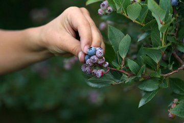 Blauwe bessen plukken