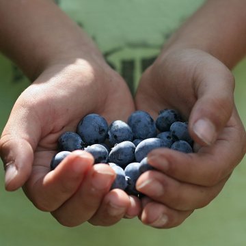 Blauwe bessen in hand