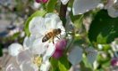 De 5 beste fruitbomen voor meer bijen in je tuin