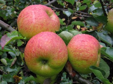 De grote, prachtig gekleurde Bramleys Seedling