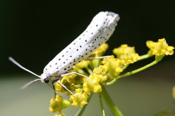 Stippelmot op een bloem