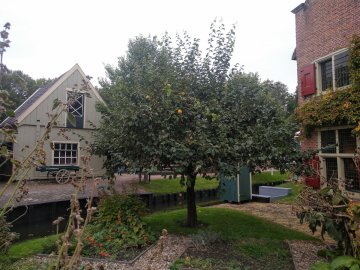 Een prachtige kweepeerboom in het zuiderzeemuseum in Enkhuizen