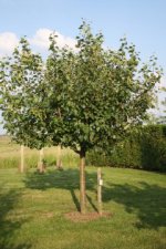 Halfstam appelboom