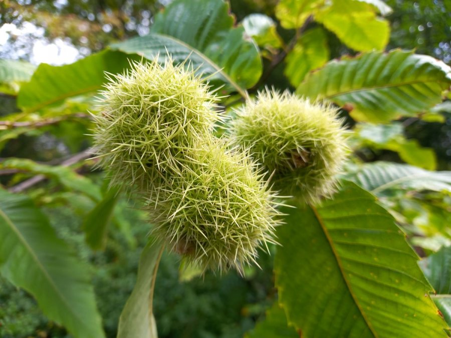 Vruchten van de kastanjeboom zijn niet alleen mooi, maar ook zeer smakelijk