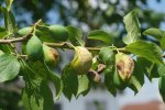 Aantasting door het narrentastje bij een Hauszwetsche pruimenboom.