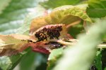 Zwarte bladluizen op blad kersenboom