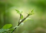 Bladluizen op blad van een bramenstruik