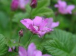 Roze bloemen van de poolbraam