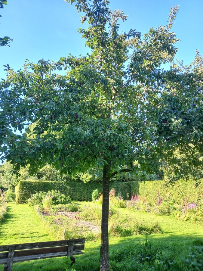 Voor een hoogstam pruimenboom heb je voldoende ruimte nodig.