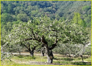 Bloesem in een oude hoogstam appelboom