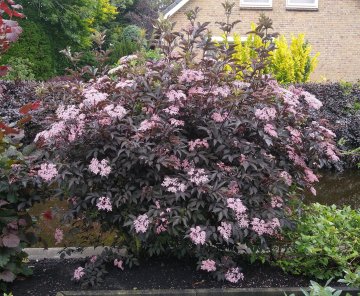 De vlierbes 'Black Beauty' is ook een prachtige sierstruik