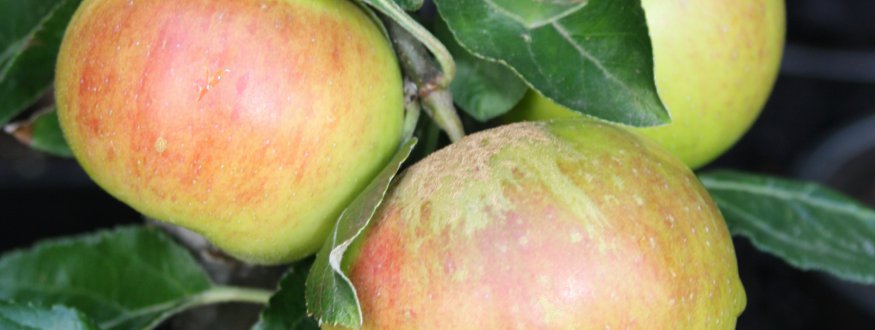 Mini- & Dwergfruitbomen kopen - Fruitbomen Webwinkel