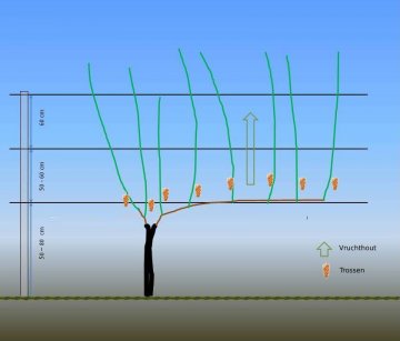 Diagram voor de Guyot-snoei