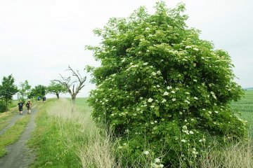 De gewone vlierbes wordt een grote en brede struik, soms toch wel 400cm hoog.