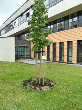 Deze boom is aangeplant met boompalen om windschade te voorkomen