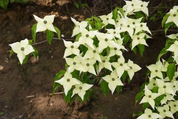 Witte bloesem van chinese kornoelje