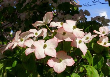 Roze bloesem van kornoelje Satomi