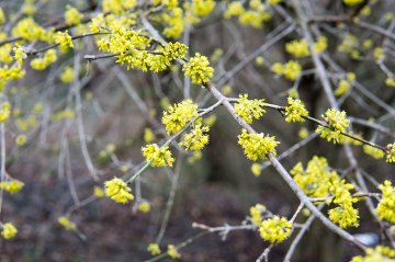 Bloemen van de gele kornoelje