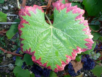 Blad met roodbruine randen