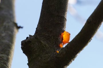 Hars op een pruimenboom