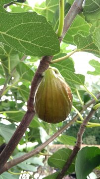 Een vijg van het ras Brown Turkey in de tuin van Fruitbomen.net