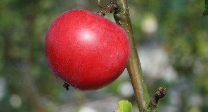 Appelboom 'Roda Mantet' - vanaf € 18,99 - Consumptieappelbomen