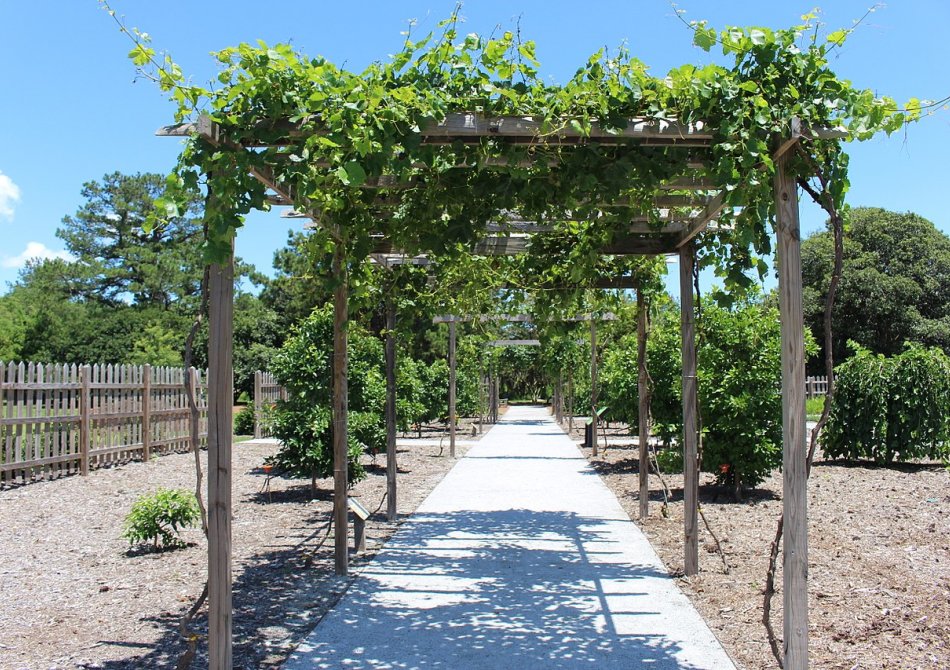 Pergola met druivenplanten bij alle palen