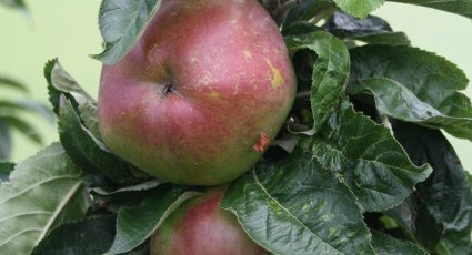 Appelboom 'McIntosh' - vanaf € 19,99 - Consumptieappelbomen